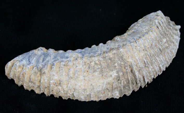Cretaceous Fossil Oyster (Rastellum) - Madagascar #4921